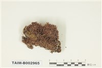 藏品(真苔科)的圖片